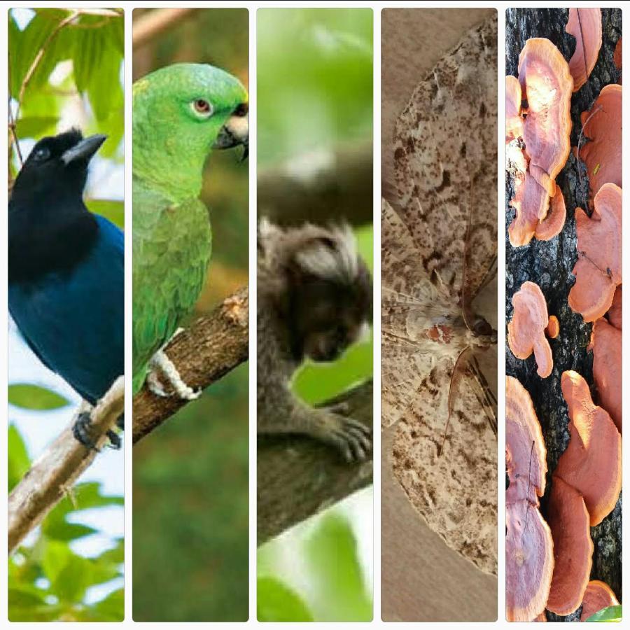 Pousada Hang Conectada Com A Natureza Florianópolis Eksteriør bilde