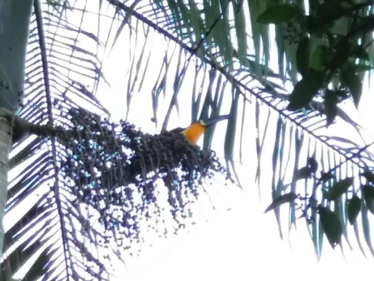 Pousada Hang Conectada Com A Natureza Florianópolis Eksteriør bilde